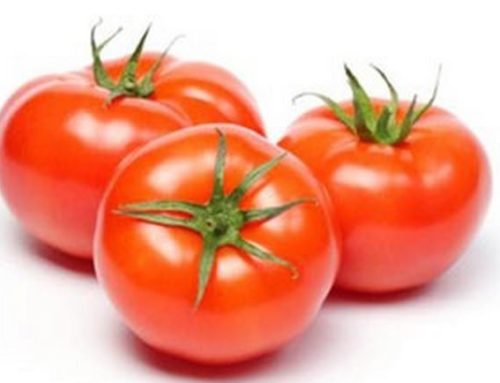 Tomatoes the cause Chipotle’s MN salmonella outbreak
